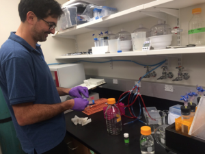 Postdoctoral fellow João Botelho prepares avian, mammalian and reptilian embryos by performing CLARITY, a procedure that makes tissue transparent to provide clearer imaging. Image courtesy of Dr. Bhart-Anjan Bhullar.