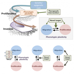 Analysis of phenotypic switching controlling cancer cell proliferation and migration will be performed through a novel combination of genome-wide genetic perturbations with microfabricated extracellular matrix-mimicking cell analysis platforms to identify and validate novel targets for therapeutic interventions for targeting both proliferation and migratory cell behaviors. Image courtesy of Dr. Andre Levchenko.