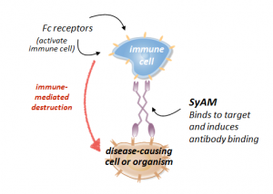 Synthetic antibody mimics (SyAMS) also have two binding heads that facilitate the destruction of diseased cells. Image courtesy of Dr. David Spiegel.