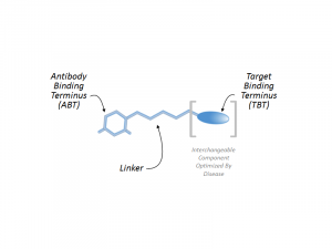 Antibody recruiting molecules (ARMs) being developed by Kleo have two binding heads involved in the destruction of diseased cells. Image courtesy of Dr. David Spiegel.