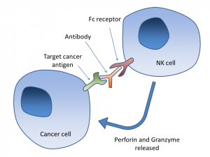 In current antibody-based therapeutics, antibodies bound to immune cells directly target cancer cells. Image courtesy of Wikipedia.