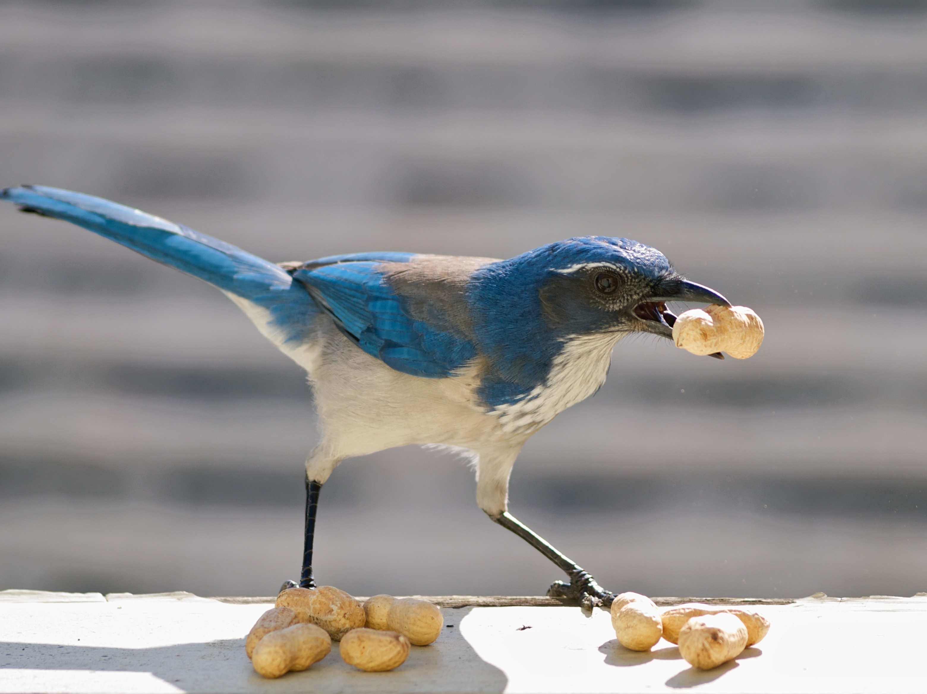 She likes birds. Птицы разделяются на. Птички делят пищу. Scrub Jay. Птица которая прячет еду.