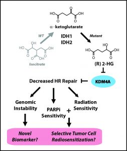 IDH mutants produce 2HG, an oncometabolite that decreases DNA repair which, in turn, makes them more sensitive to DNA repair inhibitors.