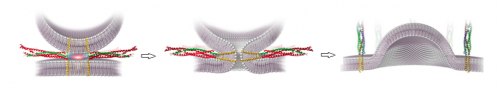 This image shows a SNARE protein assisting in the process of membrane fusion. SNAREs are essential to membrane fusion as they bring the requisite energy needed to lower the activation energy of the reaction and allow the biological event to be carried out in a much smaller timescale. Image courtesy of Dr. Frederic Pincet.