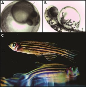 1) The model organism zebrafish (Danio rerio) develops in an egg (A), hatches (B), and continues to mature into the adult fish (C). Images modified from Nikita Tsyba, Wikimedia Commons (A,B) and Uri Manor, NICHD, Flickr (C).