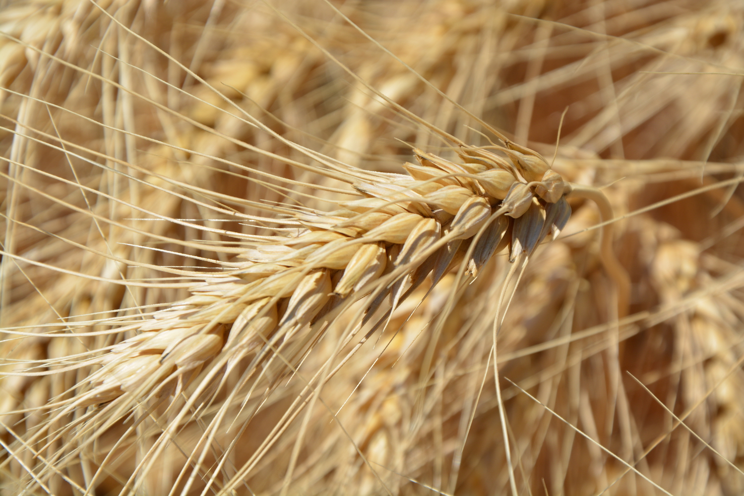How was Wheat Domesticated? – Yale Scientific Magazine