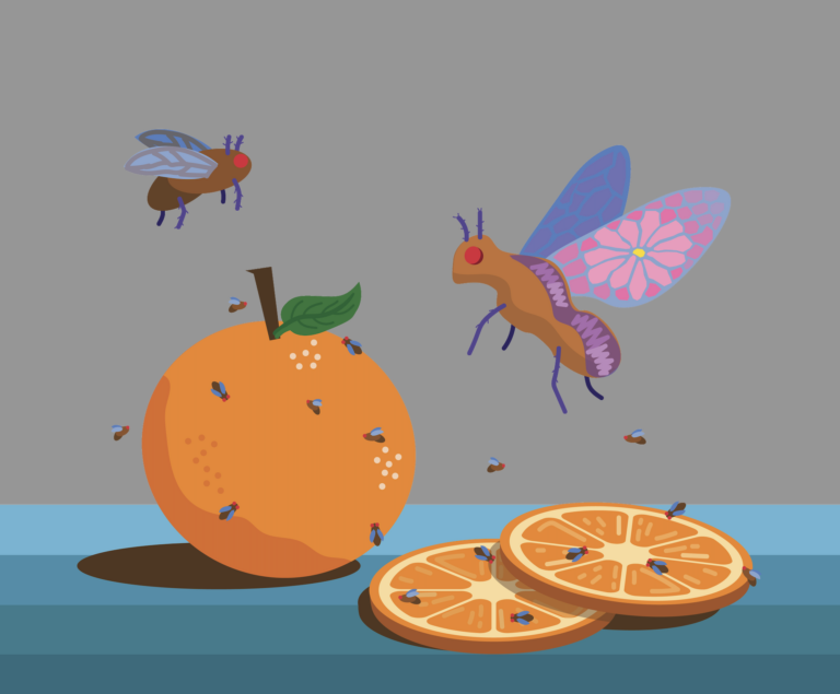 Fruit Fly Flight Pattern Flight to Recovery: How We Heal, According to Fruit Flies – Yale ...